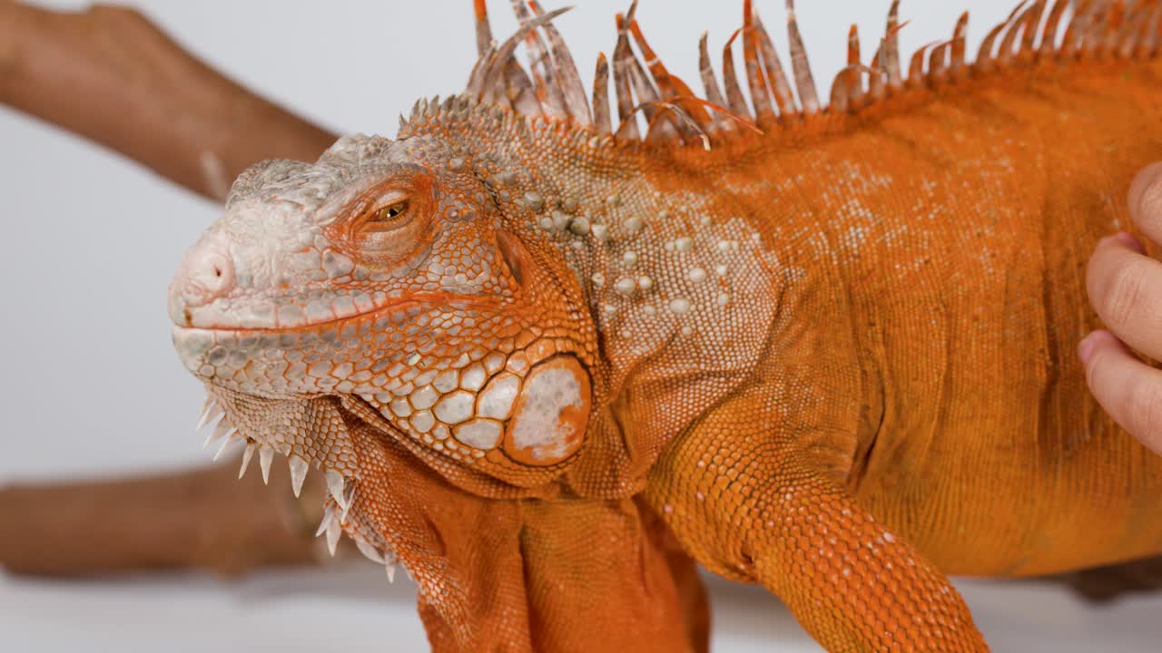 A person's hand gently strokes a calm orange iguana resting on a wooden branch