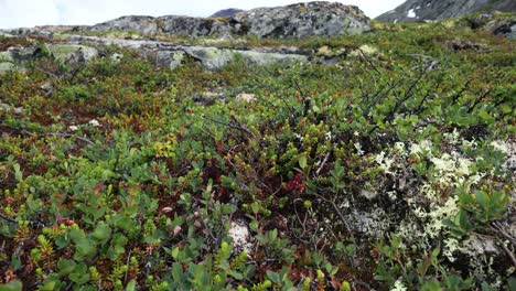 Arktischen-Tundra.-Schöne-Natur-Norwegen-Naturlandschaft.