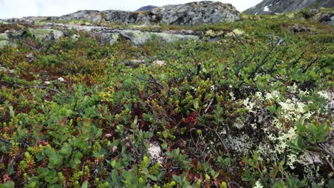 la tundra ártica, la hermosa naturaleza, el paisaje natural de noruega.