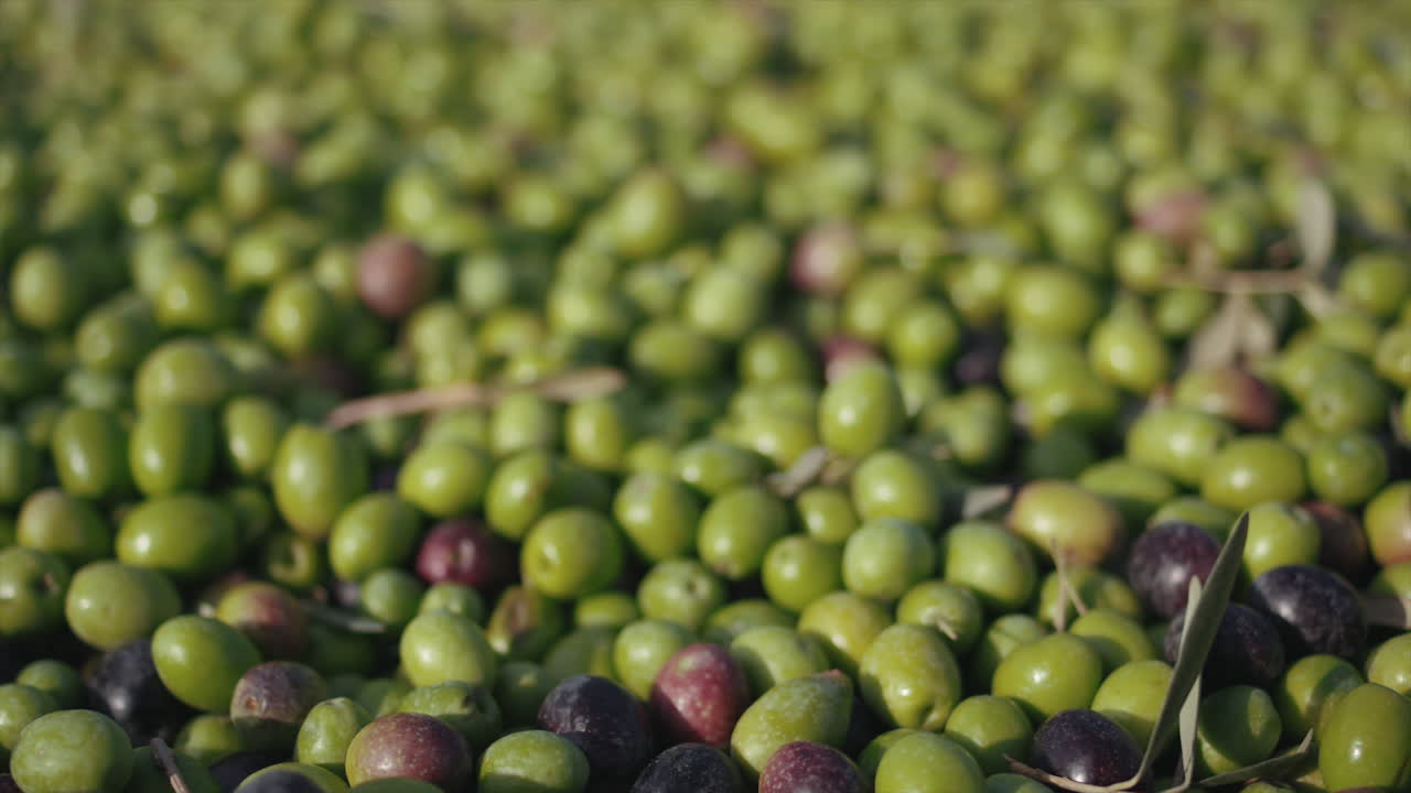 Pile of Freshly Harvested Olives