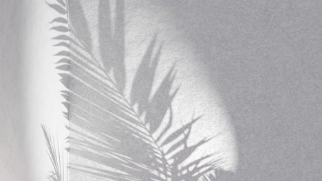 White-textured-background-with-palm-frond-shadow-waving-in-wind