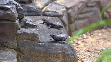 cunningham's skink, egernia cunninghami con la distintiva cola espinosa manchada en la roca, tomando el sol bajo la luz del sol, tiro de cerca