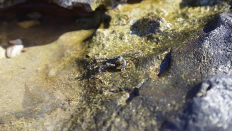 small crab eating minerals in a shallow rock pool