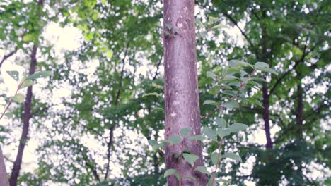 Baumstamm-Mit-Kleinen-Neuen-Ästen