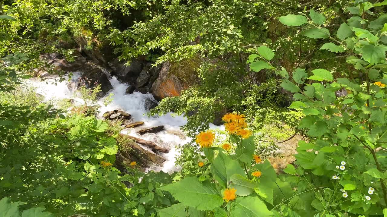 Rushing river flows rapidly with white water, view through dense green canopy from above