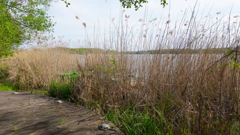 A-view-of-Ukiel-Lake-in-Olsztyn-from-a-wooden-deck,-surrounded-by-trees-and-tall-reeds,-with-the-lake-visible-in-the-background