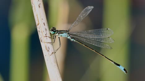 Kleine-Blaue-Libelle,-Die-Auf-Einem-Zweig-Ruht-Und-Ihre-Flügel-Ausbreitet