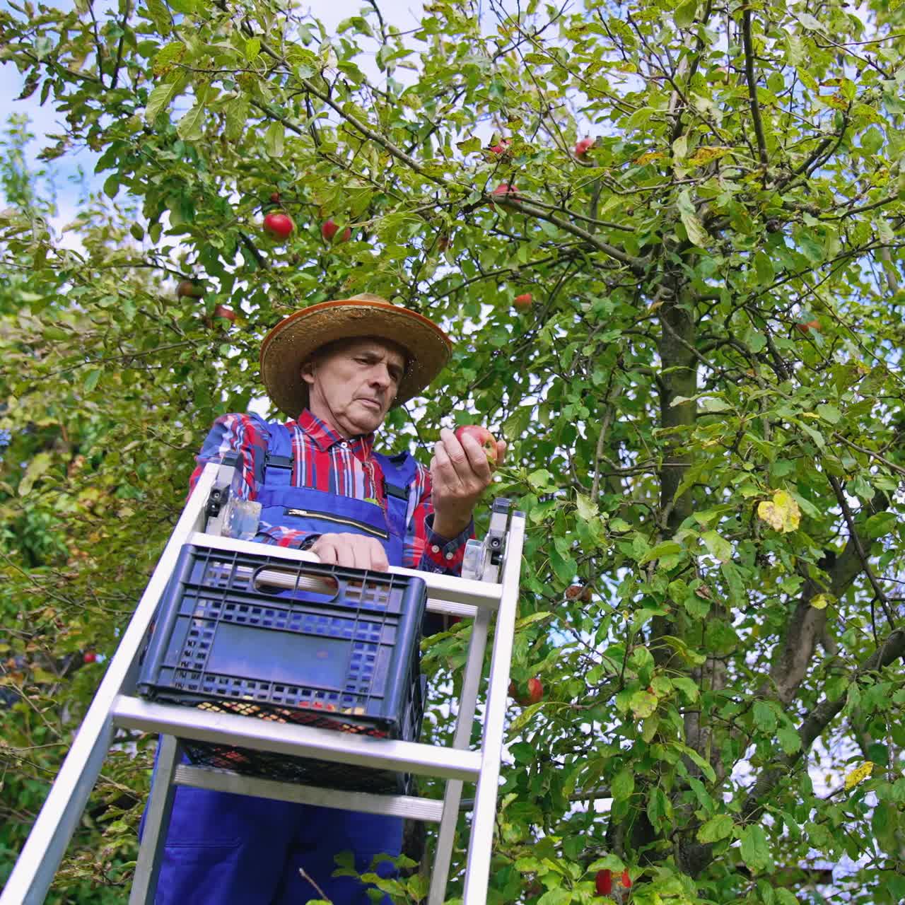 Professional farmer harvesting apples from the tree. Farming agricultural industry in orchard