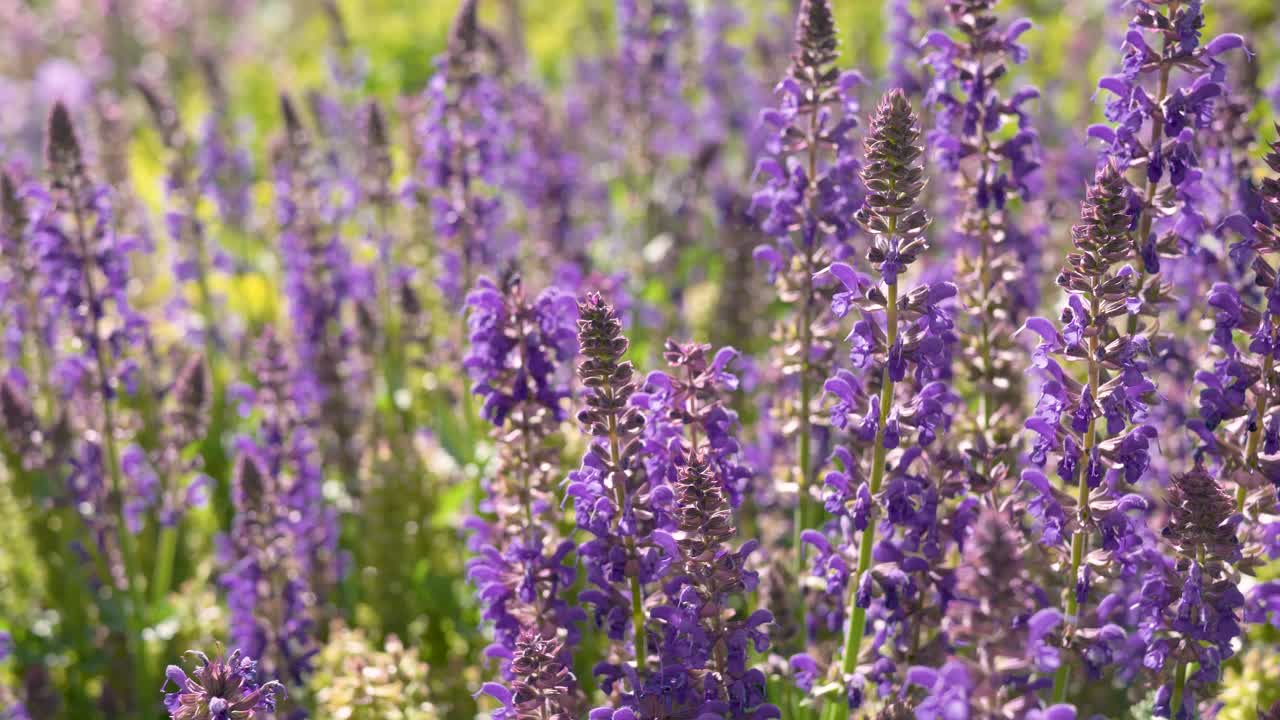 Primo piano con sfondo sfocato, fiori di lavanda e api in volo in una giornata di sole e vento