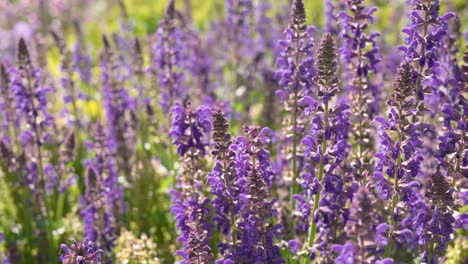 toma de primer plano con un fondo borroso, flores de lavanda y abejas voladoras en un día soleado y ventoso