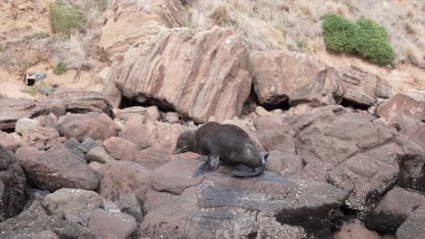 seal on the rocks