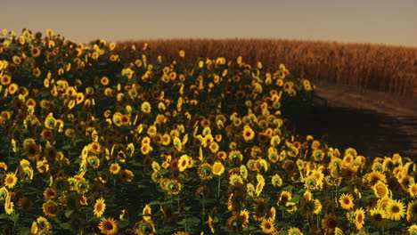 Feld-Blühender-Sonnenblumen-Auf-Einem-Hintergrundsonnenuntergang