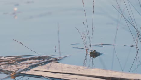 frog hides and camouflages self in reedy pond, medium shot