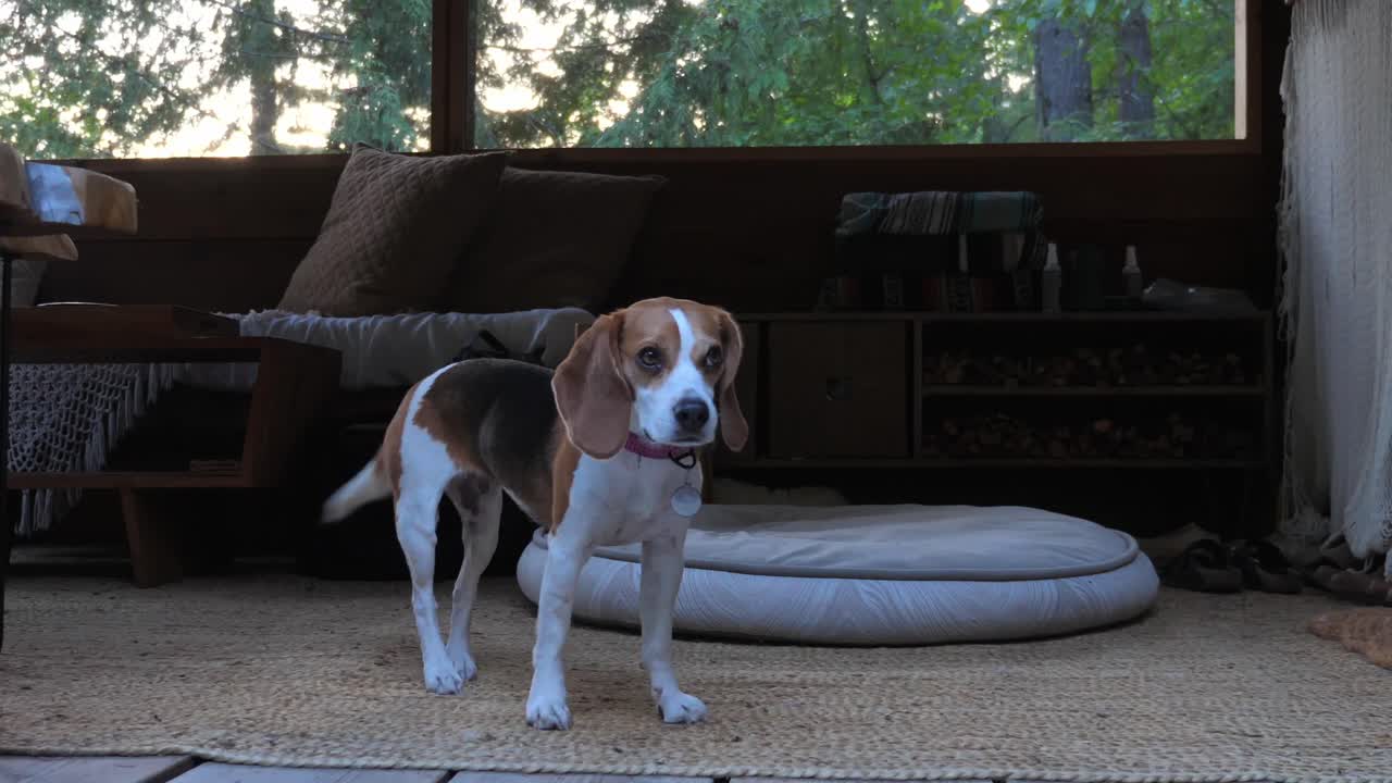 retrato de un hermoso perro beagle en una cabaña de madera