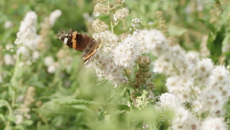 Schmetterling-Auf-Einer-Blume,-Die-Wegfliegt