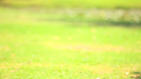 young boy lying on the grass