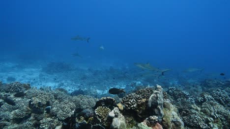 school of grey reef sharks in a cleaning station on a tropical coral reef in clear water, in the atoll of fakarava in the south pacific ocean around the islands of tahiti