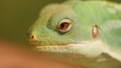 la iguana de bandas de lau (brachylophus fasciatus) es una especie arbórea de lagarto endémica de las islas lau de la parte oriental del archipiélago de fiyi.