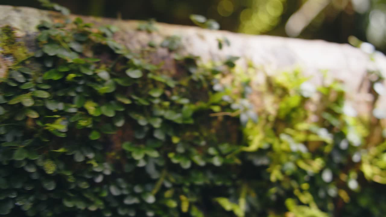 Gliding past a Tree trunk rich in secondary growth of creepers and moss in the Rainforest of Tambopata Peru