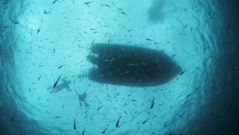 Perspectiva-única-De-Fotografía-Submarina-Ventana-De-Snell-De-Un-Barco-Grande-Con-Buceadores-Nadando-Y-Flotando-En-El-Agua-Azul-Clara-Con-Masas-De-Peces-Escolares