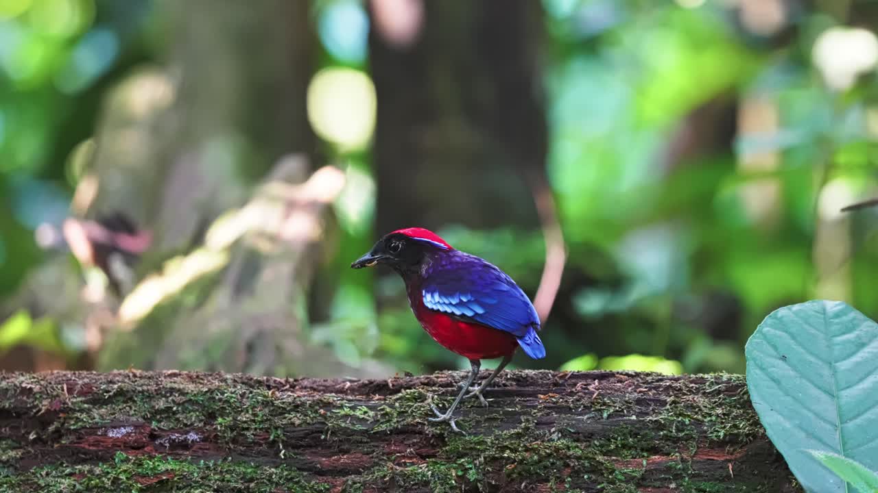 Garnet Pitta Bird With Vibrant Color In Taman Negara National Park Near Merapoh In Malaysia. Close-up Shot