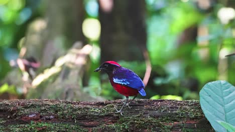garnet pitta bird with vibrant color in taman negara national park near merapoh in malaysia. close-up shot