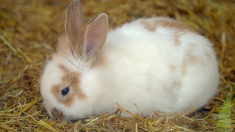 a cute rabbit in hay