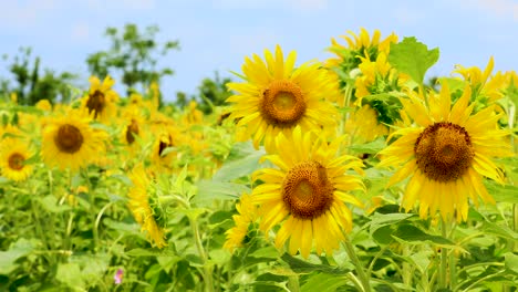 hermoso girasol en el campo de tierras de cultivo.