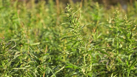 Hemp-plant-swaying-outdoor-in-field-at-dawn---tranquil-medium-shot