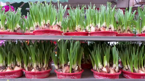 water narcissus plant for sale at a flower market during chinese new year