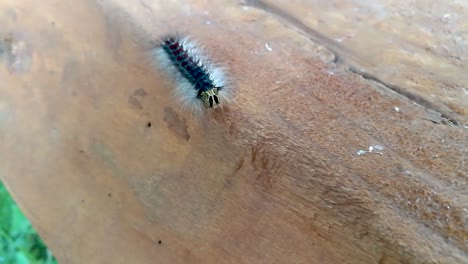 huge gypsy moth caterpillar crawling on a piece of wood part4