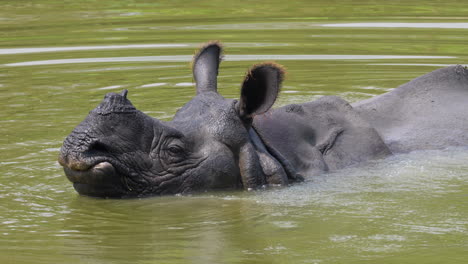 an alarmed indian one horned rhino submerged in the water cooling off on a hot day