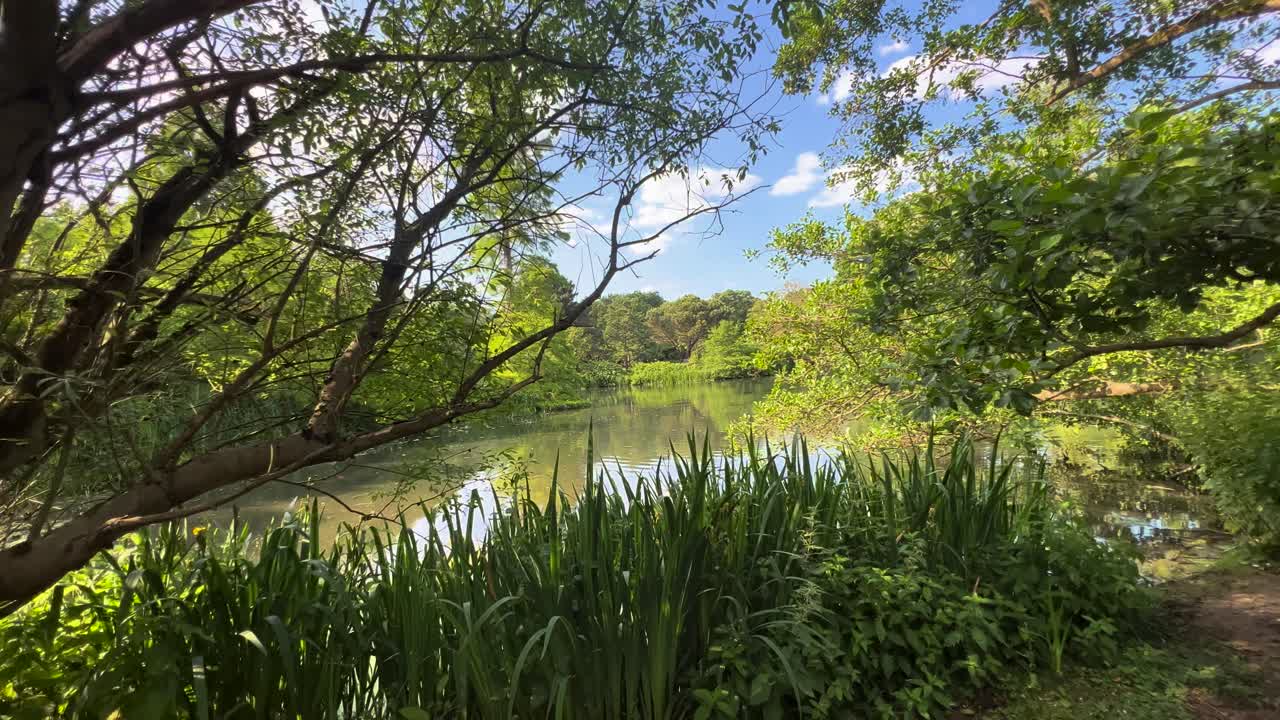 Park Bench by Lake Lush Greenery