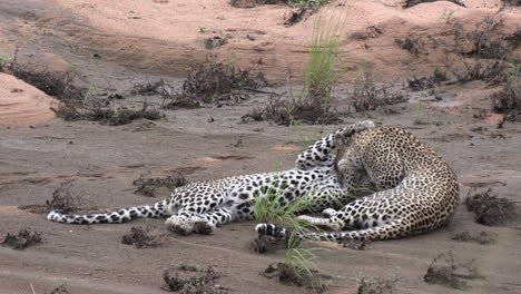 hermosa interacción entre una madre leopardo y su cachorro mayor mientras se saludan y acicalan