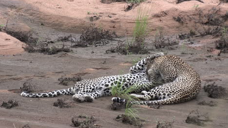 beautiful interaction between a mother leopard and her older cub as they greet and groom eachother