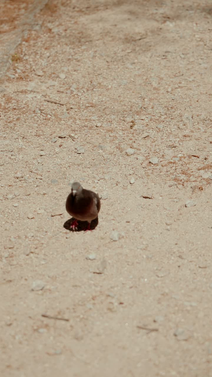 Single pigeon walking on sandy gravel ground in daylight viewed from above