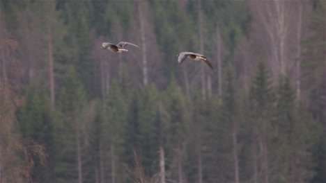 two grey geese flying above a forest in sweden, slow motion pan left