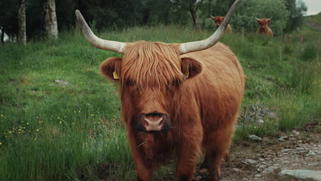 highland cow in a meadow