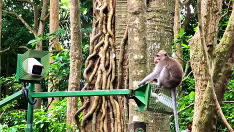 a wild monkey leaps from a cctv camera post onto a tree inside the lush tropical ubud monkey forest sanctuary in bali, indonesia