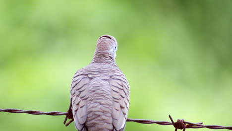 Sentada-Sobre-Un-Alambre-De-Púas,-Una-Paloma-Cebra-Geopelia-Striata-Mueve-La-Cabeza-Para-Mirar-Sus-Alrededores-En-Un-Campo-En-Tailandia