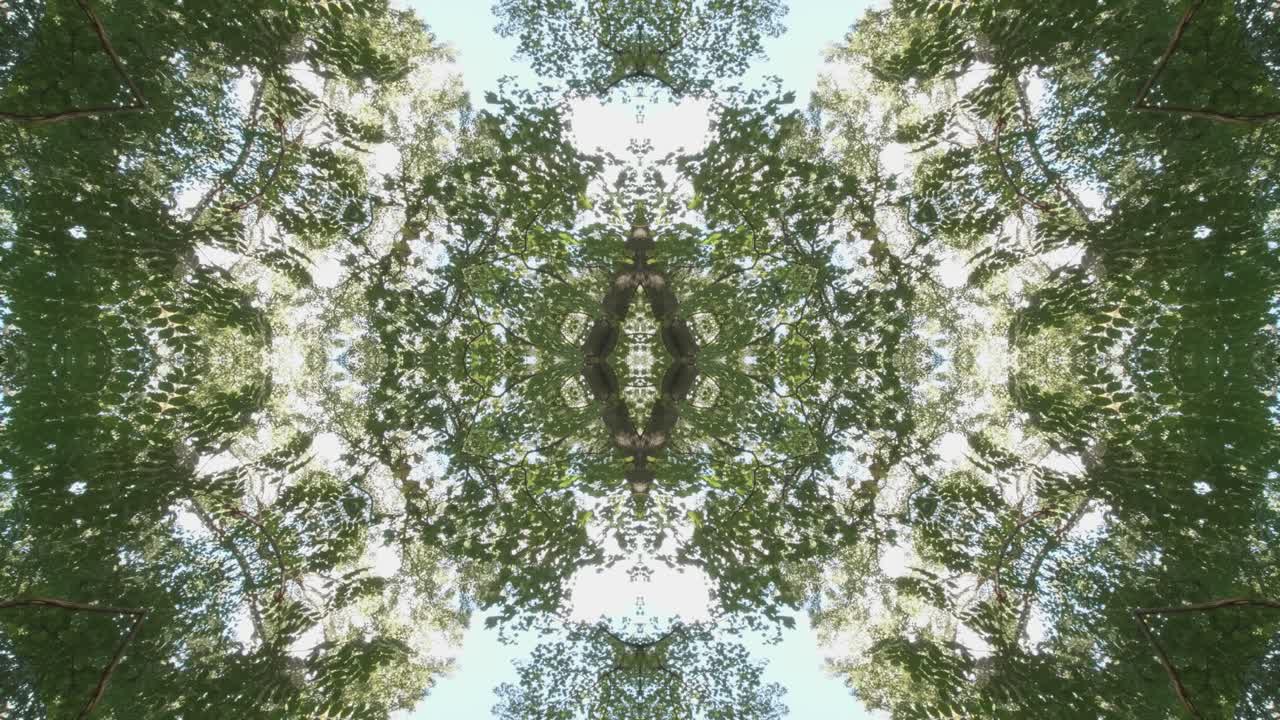 caleidoscopio de vegetación usando imágenes de bosque de wissahickon creek, philadelphia, #17