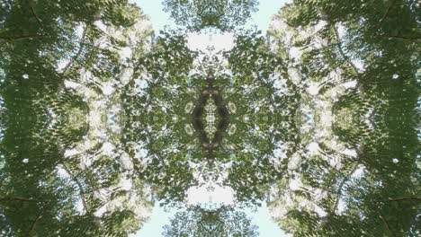 greenery kaleidoscope using forest imagery from wissahickon creek, philadelphia, #17