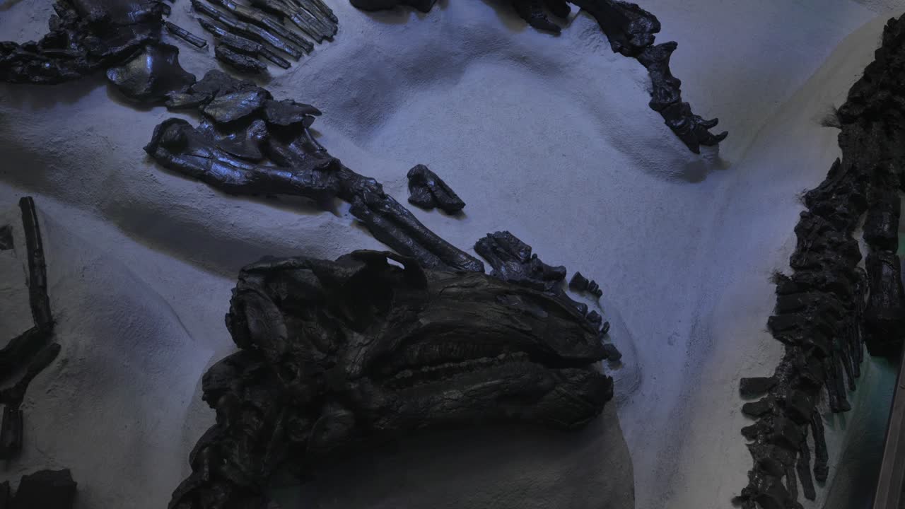 ベルギーで発見されたベルニサール・イグアノドンの化石化した骨格のクローズアップ