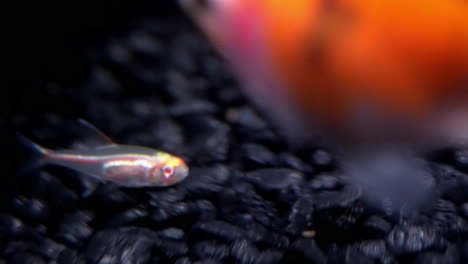 tiny transparent fish and goldfish