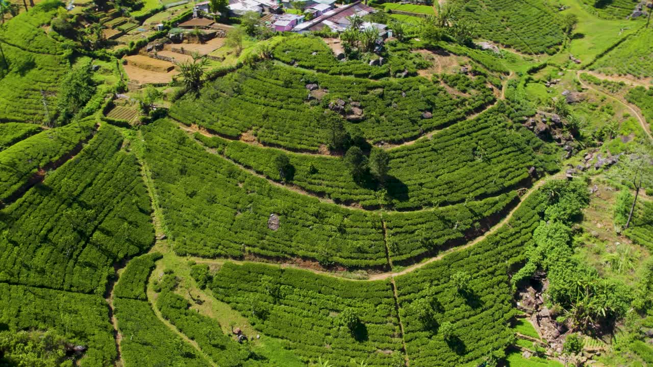 exuberantes plantaciones de té verde extendidas por colinas en terrazas bajo el sol brillante