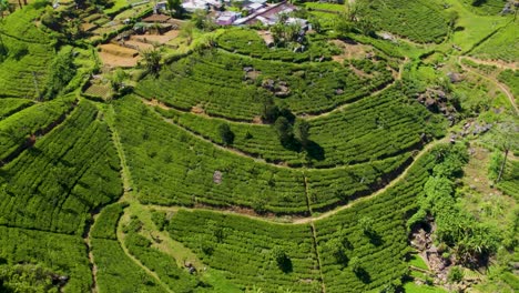 lush green tea plantations spread across terraced hills under the bright sun