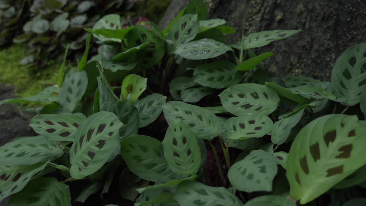 Monstera plants thriving in lush vegetation