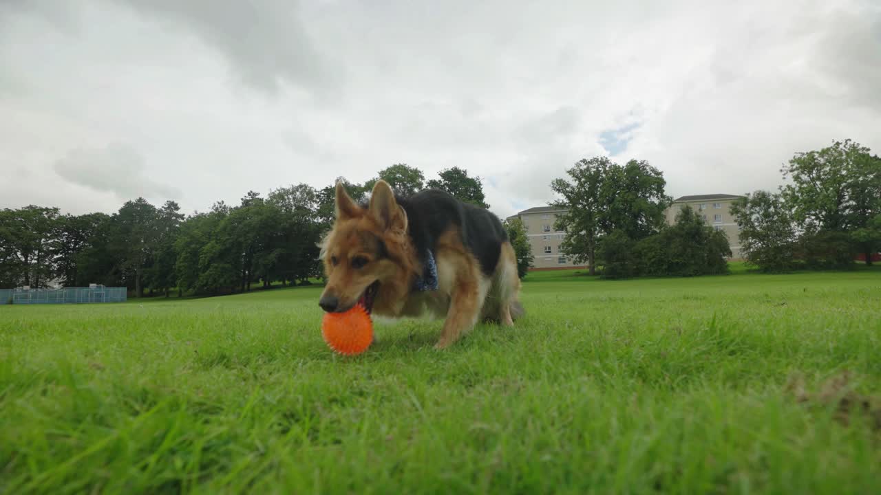 Cane pastore tedesco che gioca con una palla arancione in un parco, al rallentatore