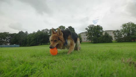 Perro-Pastor-Alemán-Jugando-Con-Una-Pelota-Naranja-En-Un-Parque,-Cámara-Lenta