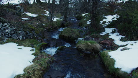 winter creek in a forest